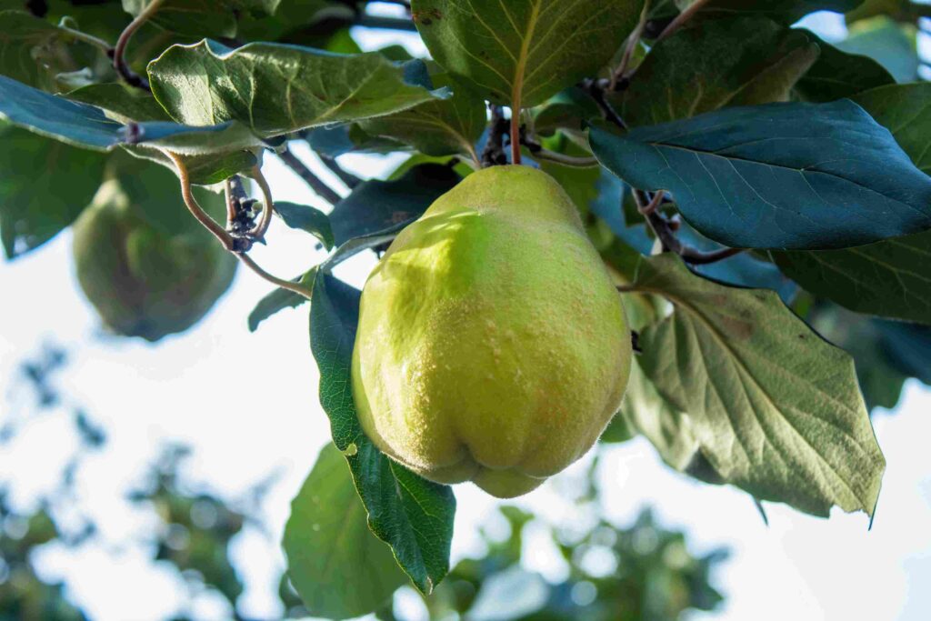 Guava Trees in Mexico